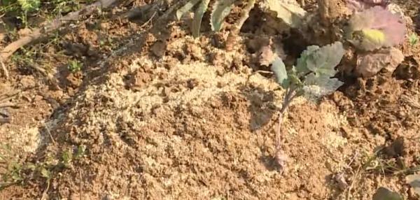 遇到这种“小土堆”马上远离！被咬后果很严重…