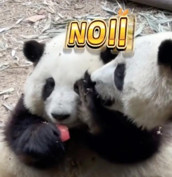 熊猫宝宝“被泼水”躲进墙角，知道它的“身世”更加心疼！