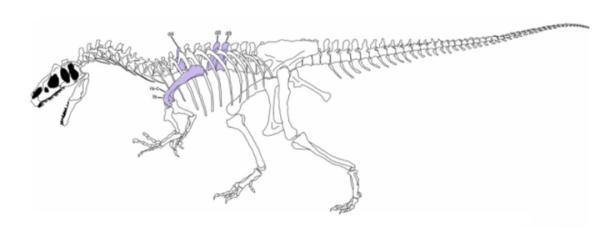 全国首例！广州古生物学家为1.5亿岁恐龙问诊
