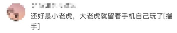 好笑又害怕!帮游客捡手机被一排老虎围观 好笑又害怕!帮游客捡手机被一排老虎围观