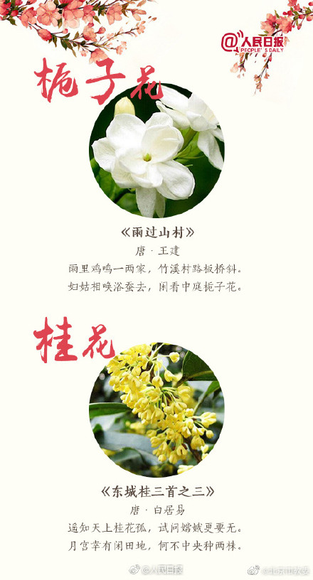 跟着18首古诗去赏花 跟着18首古诗去赏花