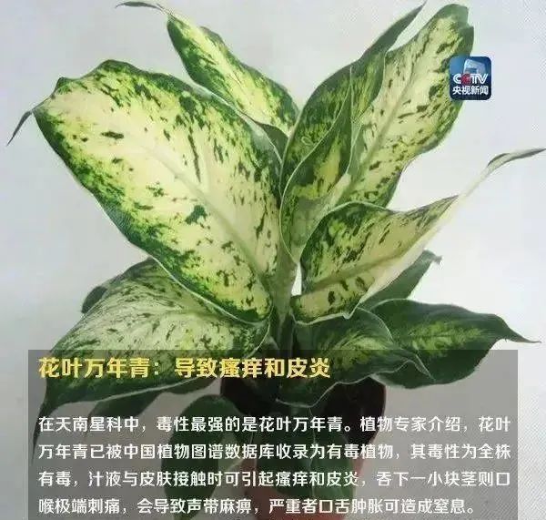 形似蒜苗，浙江男子突发中毒！医生提醒