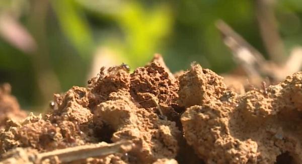 遇到这种“小土堆”马上远离！被咬后果很严重…