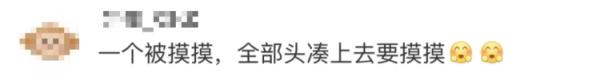 好笑又害怕!帮游客捡手机被一排老虎围观 好笑又害怕!帮游客捡手机被一排老虎围观