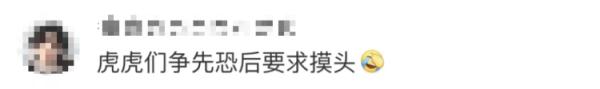 好笑又害怕!帮游客捡手机被一排老虎围观 好笑又害怕!帮游客捡手机被一排老虎围观