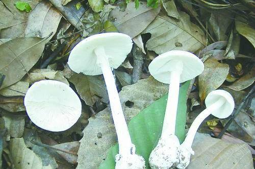 紧急提醒!不要买!不要吃! 紧急提醒!不要买!不要吃!