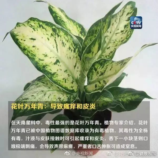 形似“蒜苗”却使人食物中毒，原来罪魁祸首是它……这些植物你家可能也有