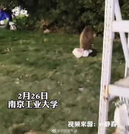 野猪在大学里狂飙还偷吃学生外卖 网友：失主能吃回去吗？