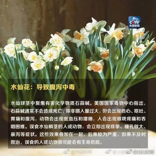 形似“蒜苗”却使人食物中毒，原来罪魁祸首是它……这些植物你家可能也有