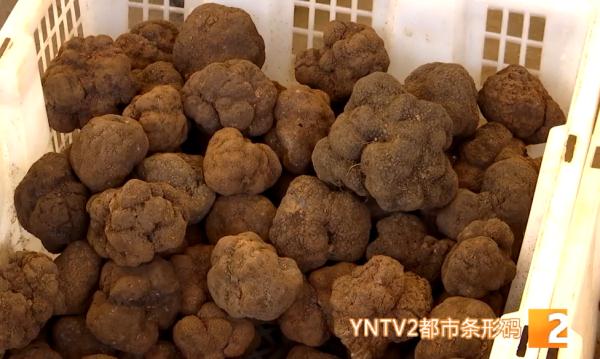 最高1800元/公斤，松露即将落潮
