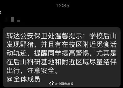 野猪在大学里狂飙还偷吃学生外卖 网友：失主能吃回去吗？