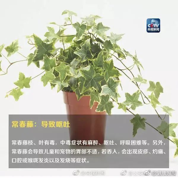 形似“蒜苗”却使人食物中毒，原来罪魁祸首是它……这些植物你家可能也有