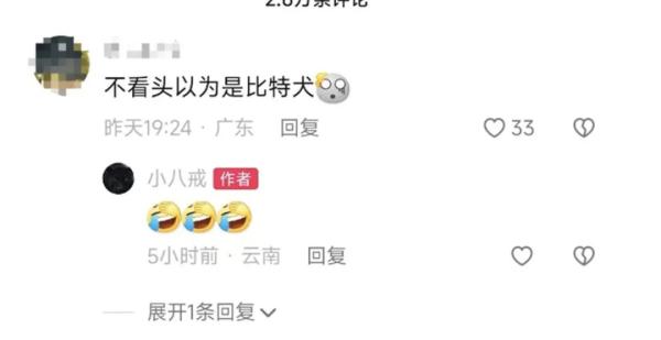 肌肉强壮的“健身猪”你见过吗？一头最高8万元！