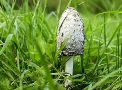 紧急提醒!不要买!不要吃! 紧急提醒!不要买!不要吃!