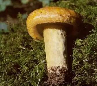 紧急提醒!不要买!不要吃! 紧急提醒!不要买!不要吃!