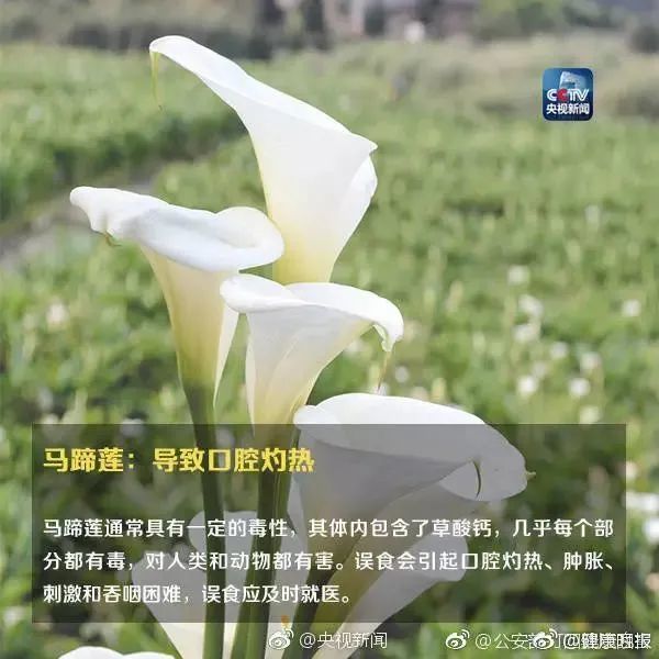 形似“蒜苗”却使人食物中毒，原来罪魁祸首是它……这些植物你家可能也有