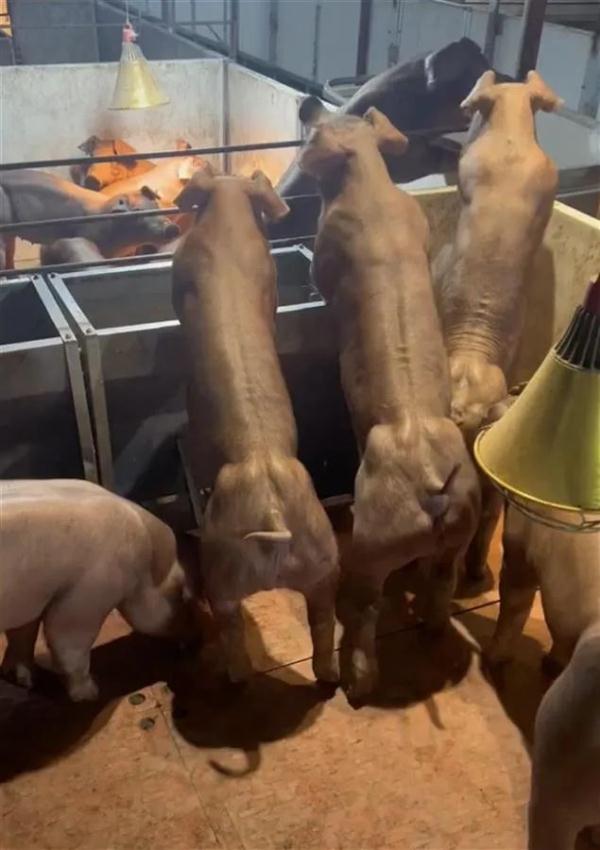 肌肉强壮的“健身猪”你见过吗？一头最高8万元！