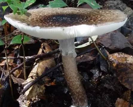 紧急提醒!不要买!不要吃! 紧急提醒!不要买!不要吃!