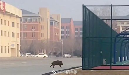 野猪在大学里狂飙还偷吃学生外卖 网友：失主能吃回去吗？