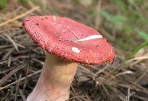 紧急提醒!不要买!不要吃! 紧急提醒!不要买!不要吃!