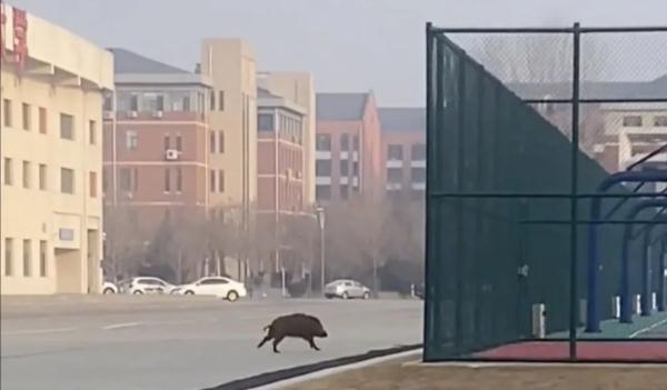 “野猪吃了我的外卖，我能吃野猪吗？”