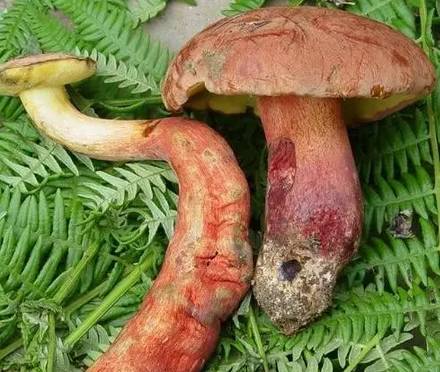 紧急提醒!不要买!不要吃! 紧急提醒!不要买!不要吃!