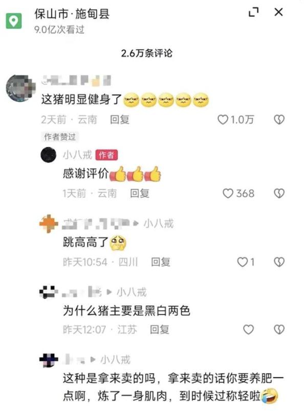 肌肉强壮的“健身猪”你见过吗？一头最高8万元！