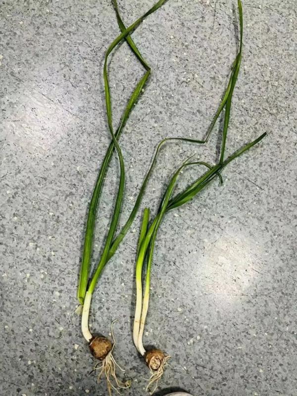 形似“蒜苗”却使人食物中毒，原来罪魁祸首是它……这些植物你家可能也有