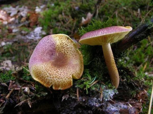 紧急提醒!不要买!不要吃! 紧急提醒!不要买!不要吃!