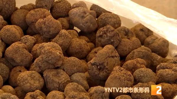 最高1800元/公斤，松露即将落潮