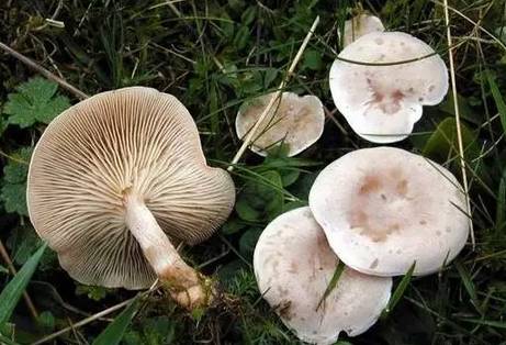 紧急提醒!不要买!不要吃! 紧急提醒!不要买!不要吃!