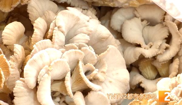 最高1800元/公斤，松露即将落潮