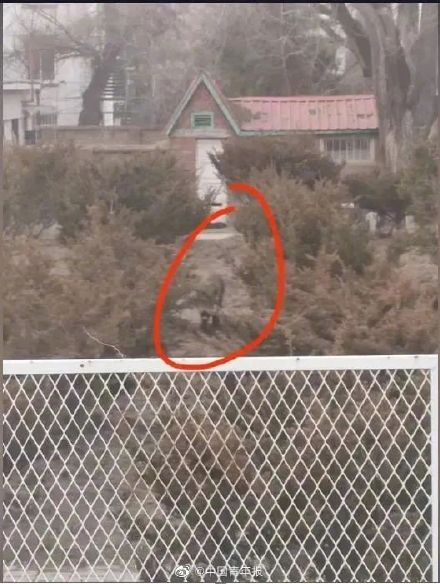 野猪在大学里狂飙还偷吃学生外卖 网友：失主能吃回去吗？