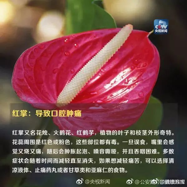 形似“蒜苗”却使人食物中毒，原来罪魁祸首是它……这些植物你家可能也有