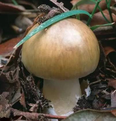 紧急提醒!不要买!不要吃! 紧急提醒!不要买!不要吃!