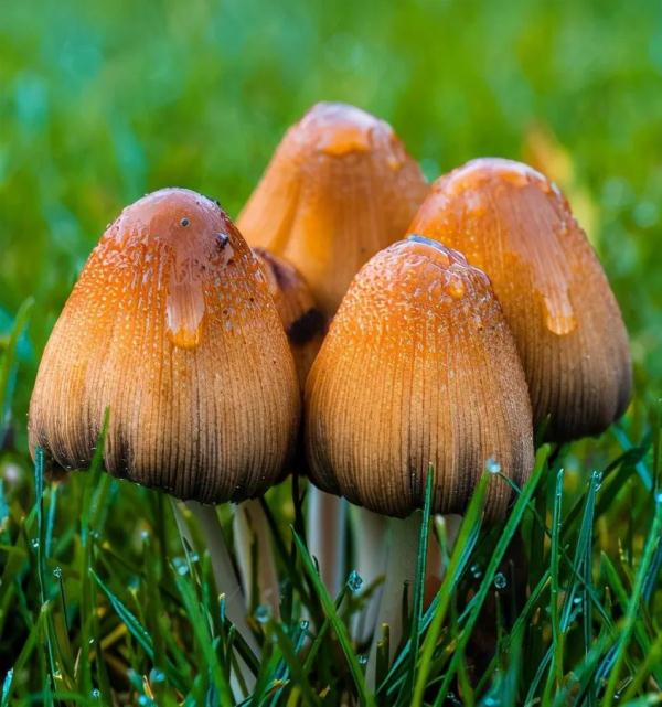 紧急提醒!不要买!不要吃! 紧急提醒!不要买!不要吃!