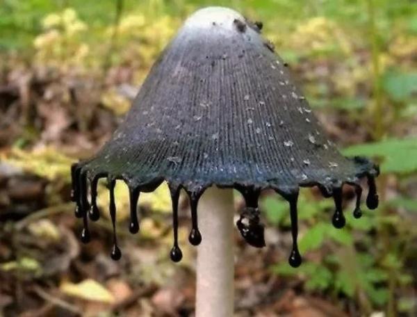 紧急提醒!不要买!不要吃! 紧急提醒!不要买!不要吃!