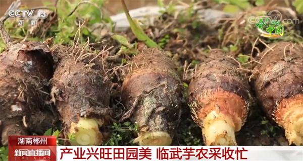 产业兴旺田园美 湖南郴州临武芋农采收忙