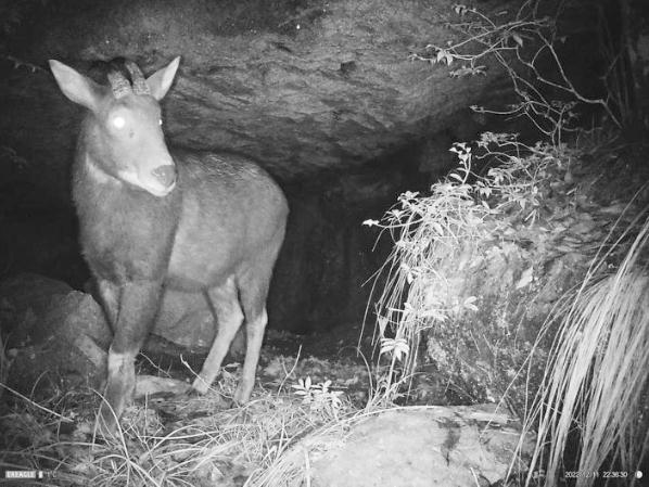 拍到了!近20年来首次 拍到了!近20年来首次