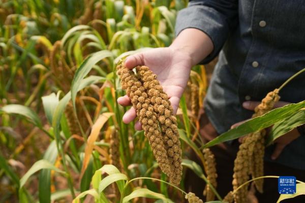 金叵罗“长”出小米酥