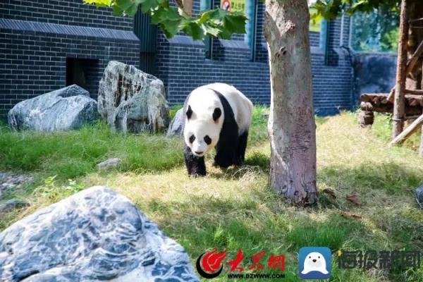 山东熊猫花名册来啦！欢迎来看！
