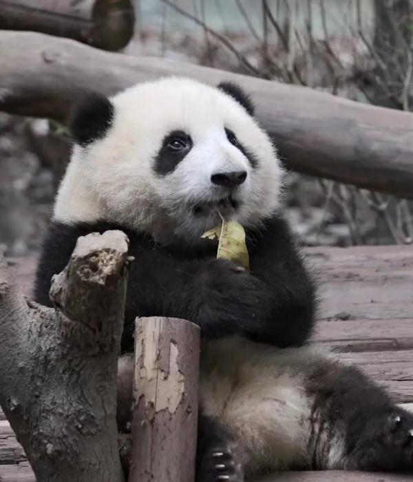 这种“笋”是春天的应季菜,强筋、健骨、通便……还很实惠! 这种“笋”是春天的应季菜,强筋、健骨、通便……还很实惠!