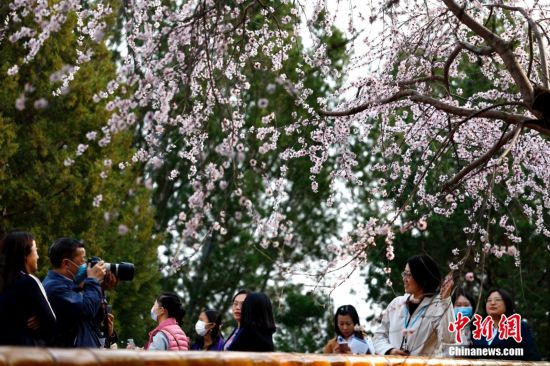 北京北海公园山桃花绽放引游客 北京北海公园山桃花绽放引游客