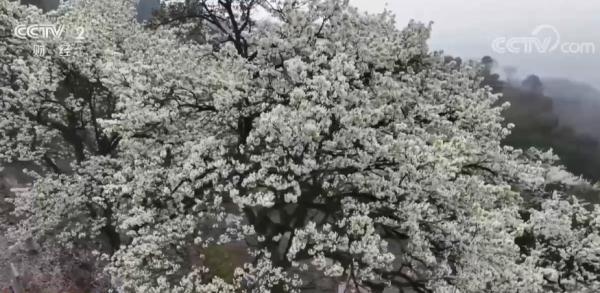 四川泸州上百株百年梨树吐新蕊 乡村踏青醉游人 四川泸州上百株百年梨树吐新蕊 乡村踏青醉游人