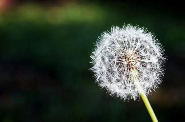 清胃止痛 “杀菌” 菜，这个春天一定要吃！