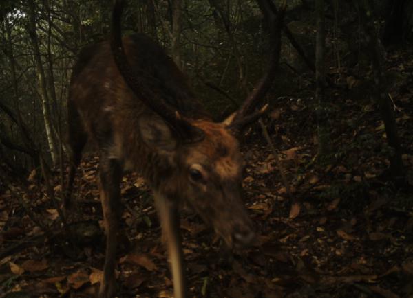 拍到了!近20年来首次 拍到了!近20年来首次