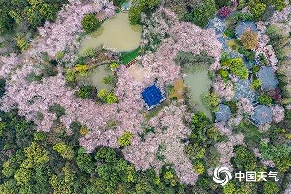 2023全国赏樱地图出炉 江南即将开启最美樱花季