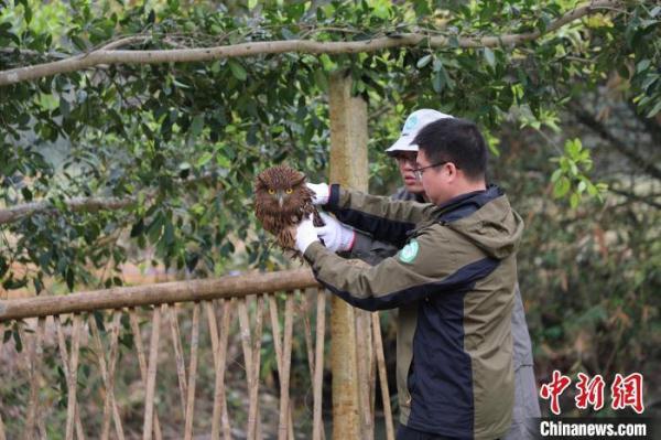 国家二级保护动物褐渔鸮在广西龙州放归大自然 国家二级保护动物褐渔鸮在广西龙州放归大自然