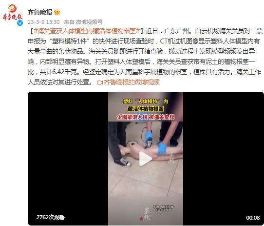 广州白云机场海关查获人体模型内藏活体植物根茎 广州白云机场海关查获人体模型内藏活体植物根茎