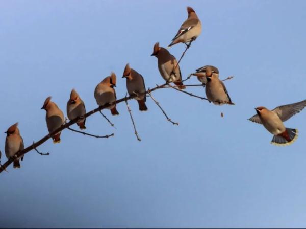 美爆了！千只小太平鸟齐聚东宁